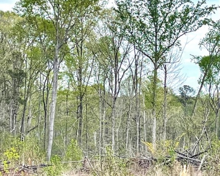 Jasper Co., GA, rolling, land, creek, lake, field, hardwood, paved, frontage, hunting, investment