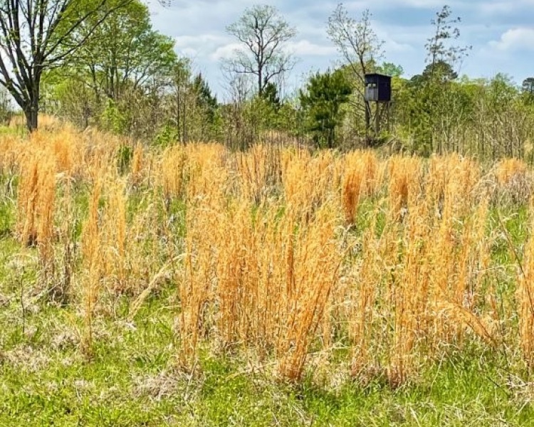 Jasper Co., GA, rolling, land, creek, lake, field, hardwood, paved, frontage, hunting, investment