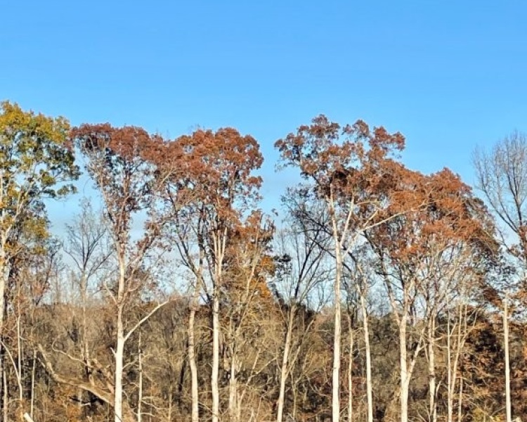 Jasper Co., GA, rolling, land, creek, lake, field, hardwood, paved, frontage, hunting, investment
