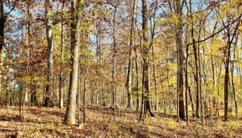 Jasper Co., GA, pines, paved road, county road, gravel road, creek, white oak, buffers, deer, turkey, hunting, bargain