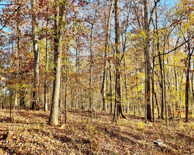 Jasper Co., GA, pines, paved road, county road, gravel road, creek, white oak, buffers, deer, turkey, hunting, bargain
