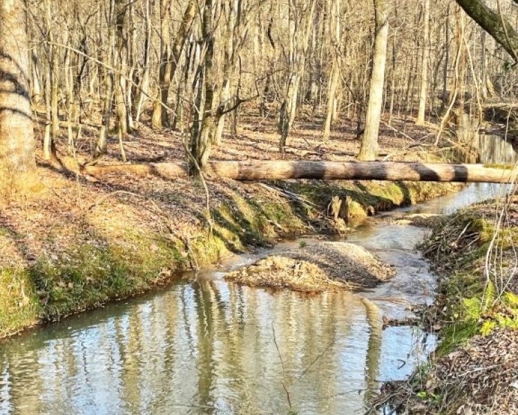 Jasper Co., GA, pines, paved road, county road, gravel road, creek, white oak, buffers, deer, turkey, hunting, bargain