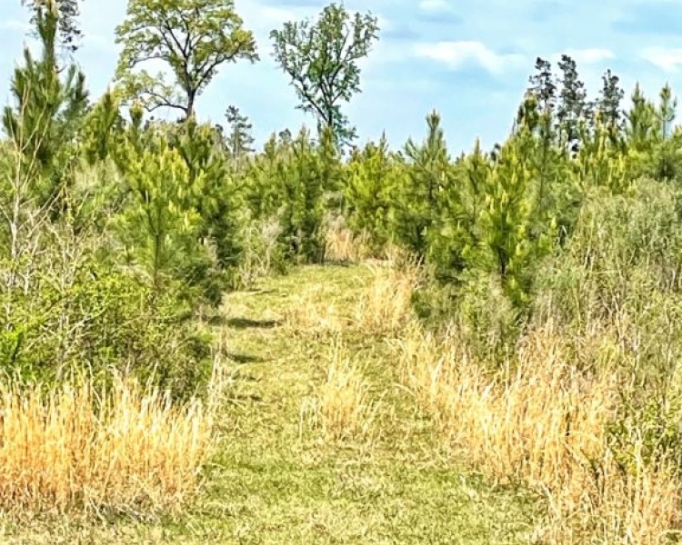 Jasper Co., GA, pines, paved road, county road, gravel road, creek, white oak, buffers, deer, turkey, hunting, bargain