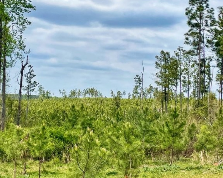 Jasper Co., GA, pines, paved road, county road, gravel road, creek, white oak, buffers, deer, turkey, hunting, bargain