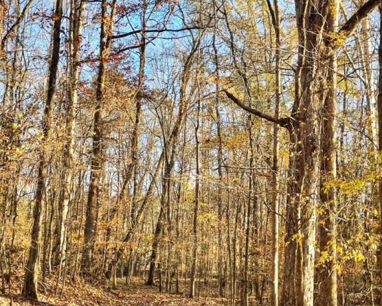 Jasper Co., GA, pines, paved road, county road, gravel road, creek, white oak, buffers, deer, turkey, hunting, bargain