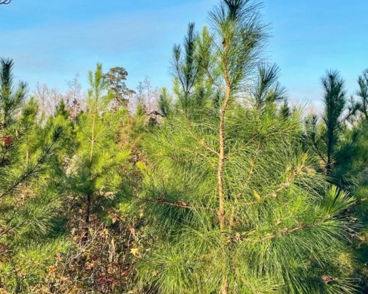 Jasper Co., GA, pines, paved road, county road, gravel road, creek, white oak, buffers, deer, turkey, hunting, bargain