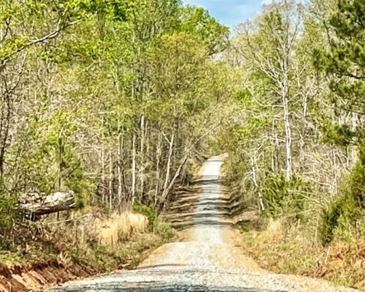 Jasper Co., GA, pines, paved road, county road, gravel road, creek, white oak, buffers, deer, turkey, hunting, bargain