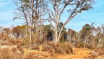 Jasper Co., GA, frontage, paved, planted pine, timberland, creek, white oak, buffers, house, camp, interior roads, deer, turkey, rare