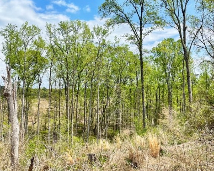 Jasper Co., GA, frontage, paved, planted pine, timberland, creek, white oak, buffers, house, camp, interior roads, deer, turkey, rare