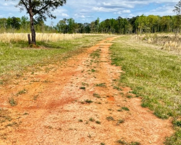 Jasper Co., GA, frontage, paved, planted pine, timberland, creek, white oak, buffers, house, camp, interior roads, deer, turkey, rare