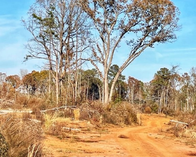Jasper Co., GA, planted pines, timber, camp house, house, hardwoods, buffers, creek, bargain, road frontage, hunting, deer, turkey, family