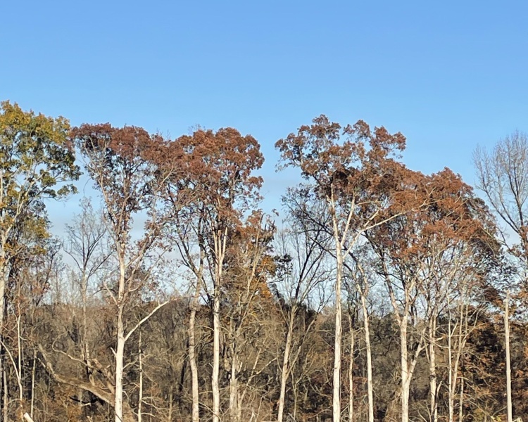 Jasper Co., GA, planted pines, timber, camp house, house, hardwoods, buffers, creek, bargain, road frontage, hunting, deer, turkey, family