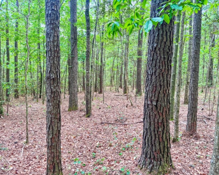 Pearl River Co., MS, Mississippi, Pearl River, recreation, land, lakes, sand mines, river bottom, hunting, Picayune, frontage, river, family, legacy