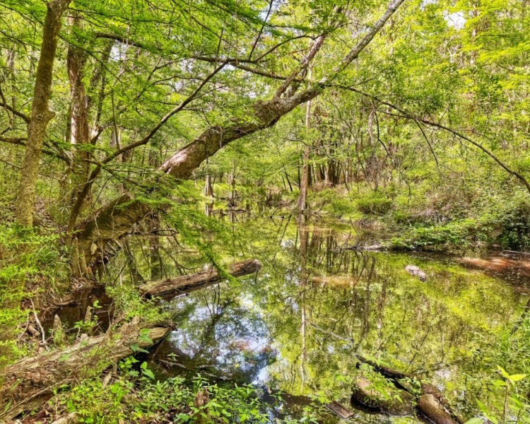 Pearl River Co., MS, Mississippi, Pearl River, recreation, land, lakes, sand mines, river bottom, hunting, Picayune, frontage, river, family, legacy