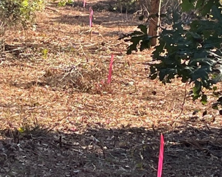 Property Line