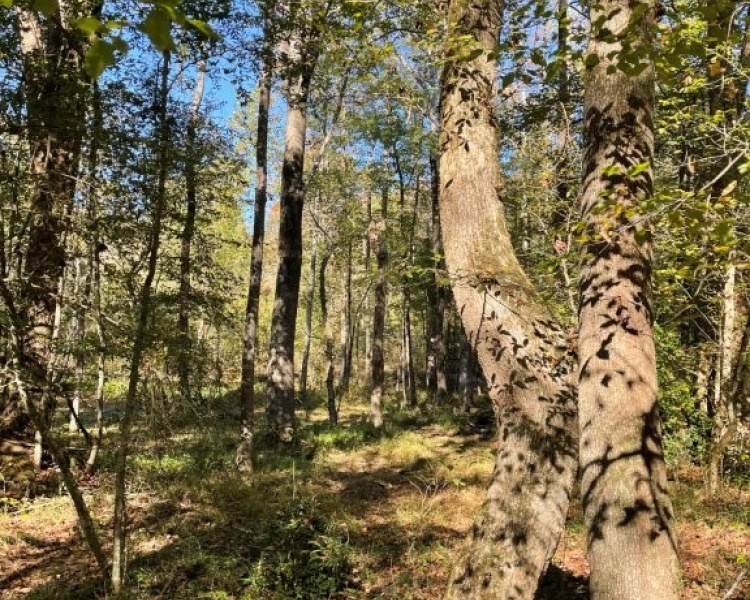 Butts Co, GA, acreage, estate, land, creek, wildlife, frontage, water, hardwoods, Jackson