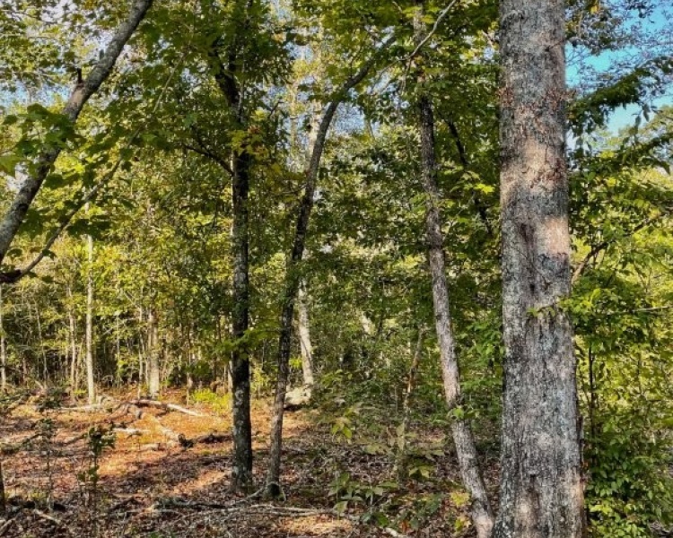 Butts Co, GA, acreage, estate, land, creek, wildlife, frontage, water, hardwoods, Jackson