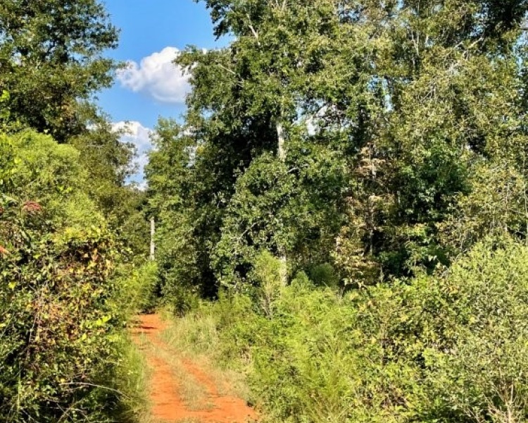 Butts Co, GA, acreage, estate, land, creek, wildlife, frontage, water, hardwoods, Jackson