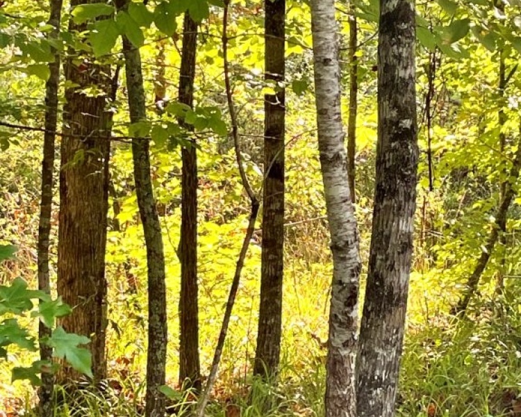 Butts Co., GA, land, gorgeous, hardwoods, creek, county water, paved road, frontage, outskirts, convenient, Jackson, I-75