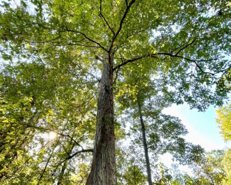 Butts Co., GA, land, gorgeous, hardwoods, creek, county water, paved road, frontage, outskirts, convenient, Jackson, I-75