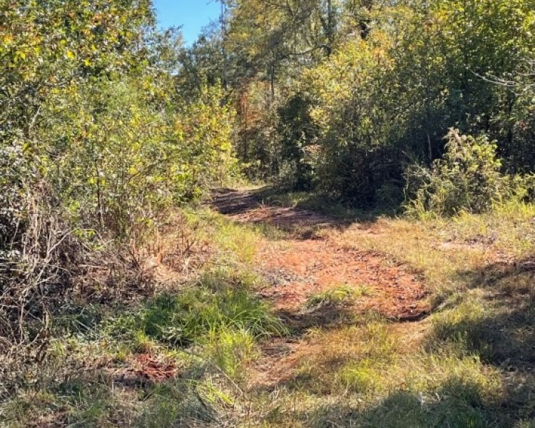 Butts Co., GA, land, gorgeous, hardwoods, creek, county water, paved road, frontage, outskirts, convenient, Jackson, I-75
