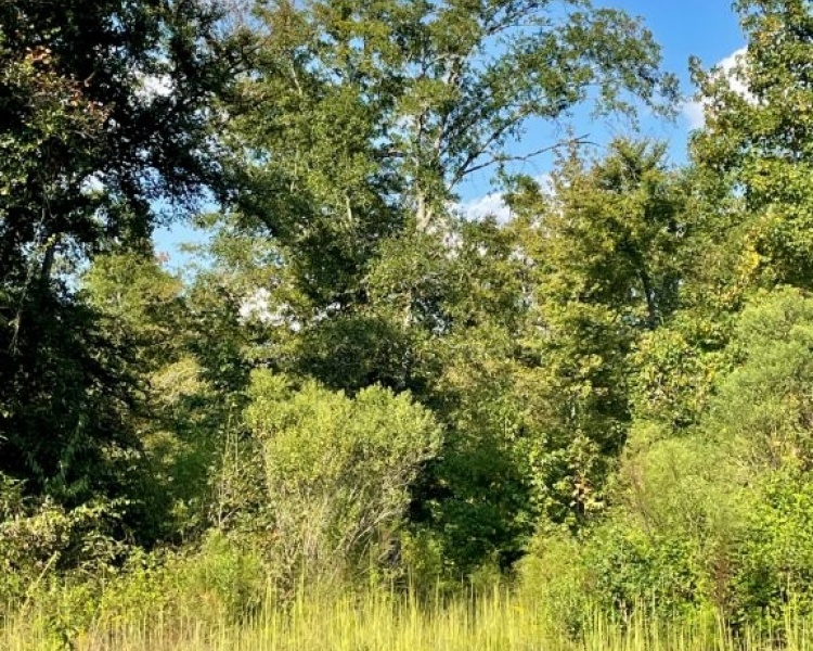 Butts Co., GA, land, gorgeous, hardwoods, creek, county water, paved road, frontage, outskirts, convenient, Jackson, I-75