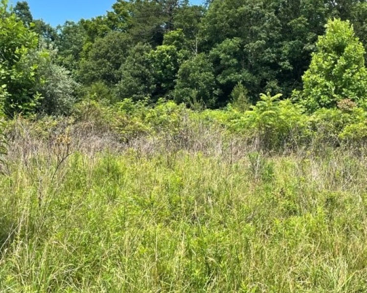 Sequatchie, Tennessee, hunting, access, deer, turkey, Soddy Creek, conservation, easement, Chattanooga, timber, building site