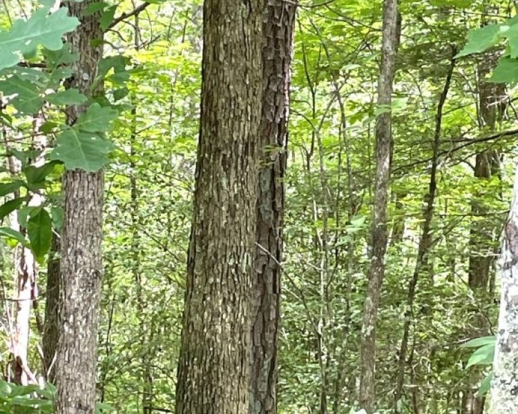 Sequatchie, Tennessee, hunting, access, deer, turkey, Soddy Creek, conservation, easement, Chattanooga, timber, building site