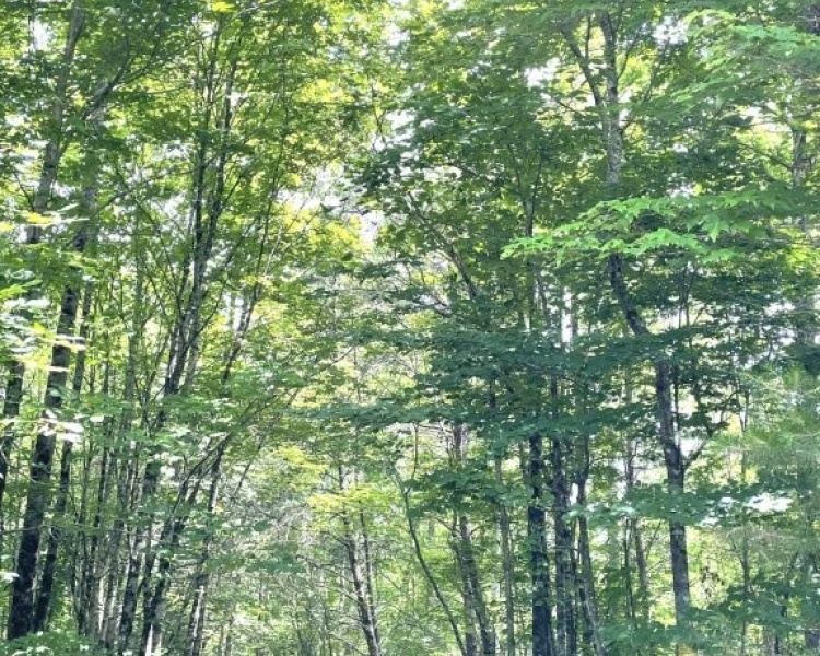 Sequatchie, Tennessee, hunting, access, deer, turkey, Soddy Creek, conservation, easement, Chattanooga, timber, building site