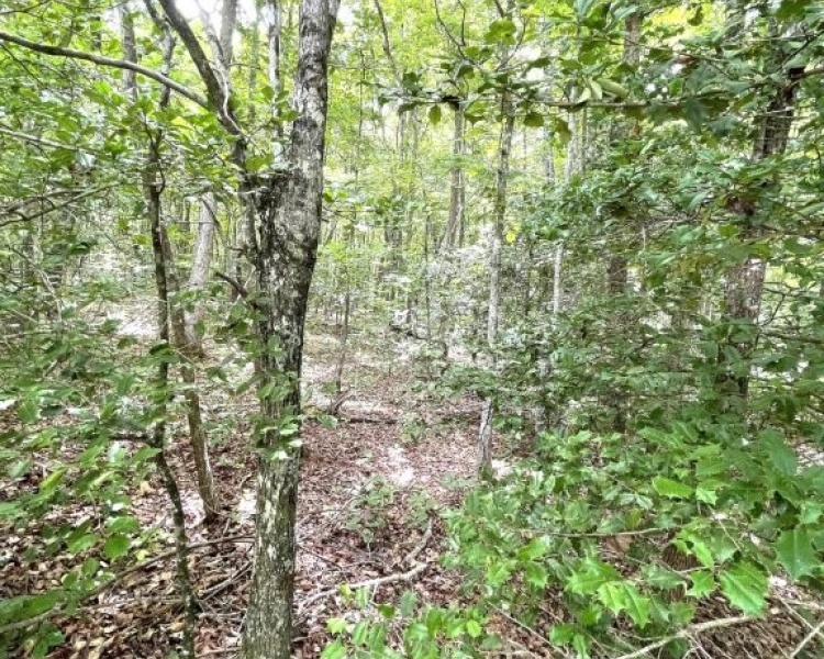 Sequatchie, Tennessee, hunting, access, deer, turkey, Soddy Creek, conservation, easement, Chattanooga, timber, building site
