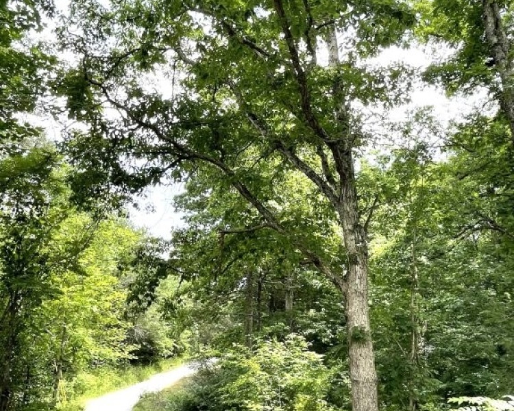 Sequatchie, Tennessee, hunting, access, deer, turkey, Soddy Creek, conservation, easement, Chattanooga, timber, building site