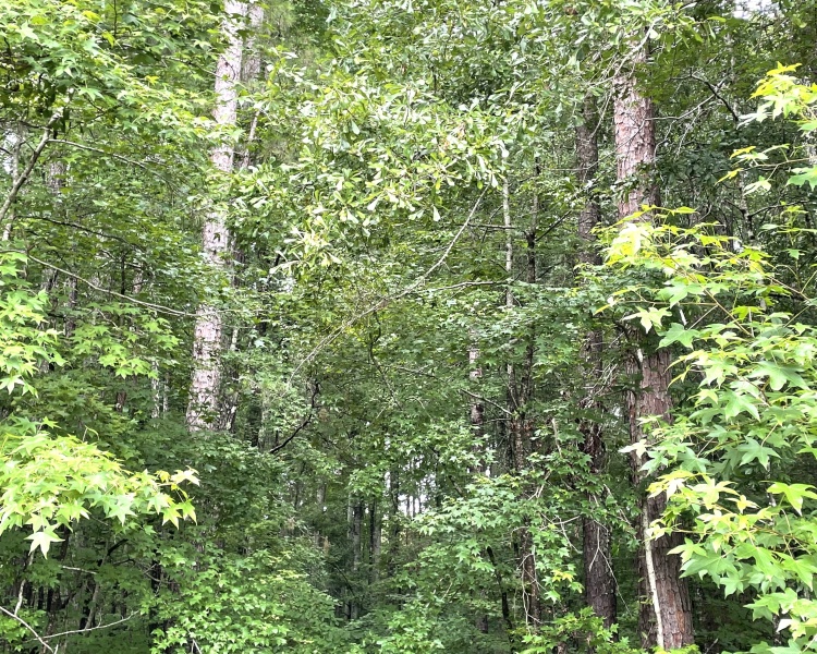 development, investment, Barnesville, Lamar Co., GA, liquidation, utilities, access, paved, investor, quick sale