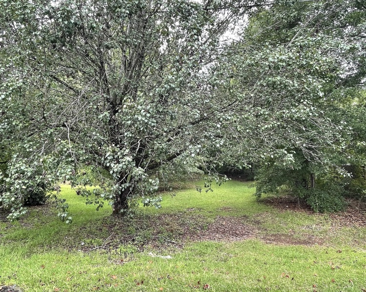 development, investment, Barnesville, Lamar Co., GA, liquidation, utilities, access, paved, investor, quick sale
