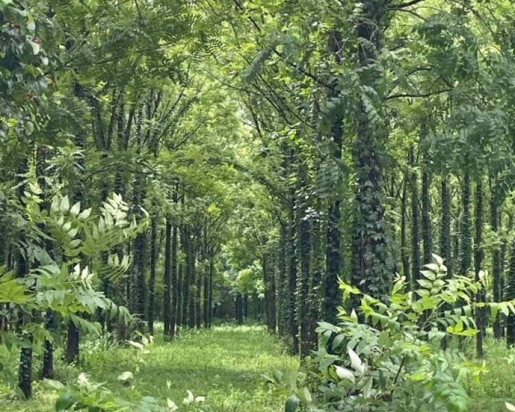 Alabama, Jackson County, acreage, farm, fishing, managed, fish lakes, barns, hay fields, walnuts, walnut grove, caretaker house, house, conserved, conservation, getaway, electrofishing