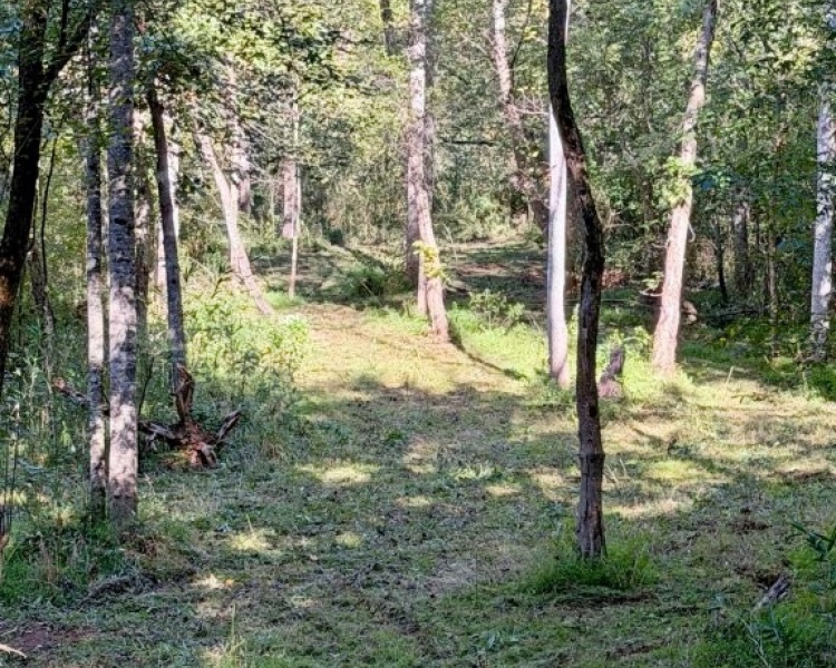 First Broad River, NC, Shelby, Cleveland Co., River, frontage, frontage, hardwoods, fields, fishing, kayaking, hunting, deer, turkey, retreat