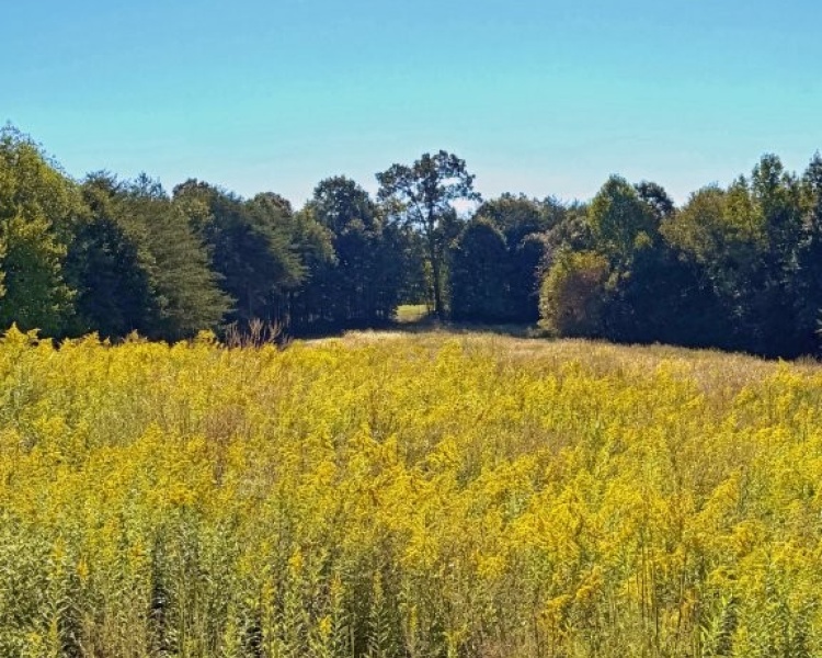 First Broad River, NC, Shelby, Cleveland Co., River, frontage, frontage, hardwoods, fields, fishing, kayaking, hunting, deer, turkey, retreat