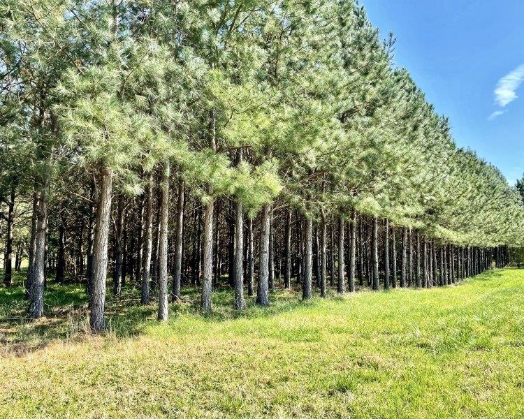Nicholson, Georgia, ,Land,For Sale,Cooper Farm,1004,pastures,pines,plantations,hardwoods,creek