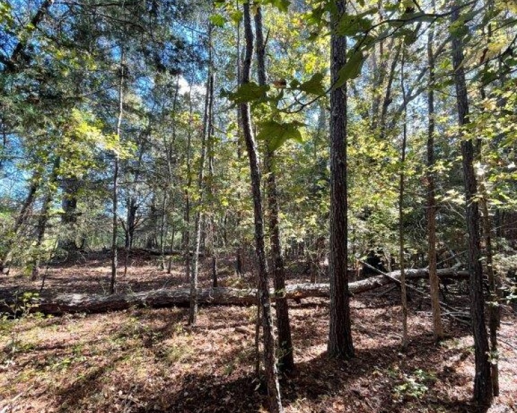 Morgan County,Georgia,Newborn,Blackwell Road,beautiful,private,hardwoods,streams,pond site,deer,turkey,cheap,bargain