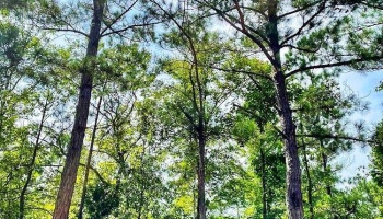 Smiths Station, Alabama, ,Land,Under Contract,CR 326,1005