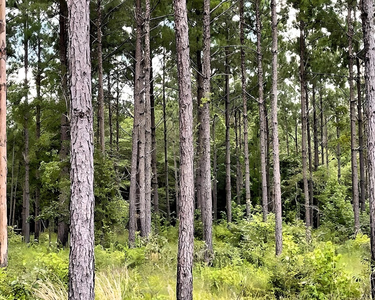 Ochlocknee, Georgia, ,Land,For Sale,GA Highway 202,1061