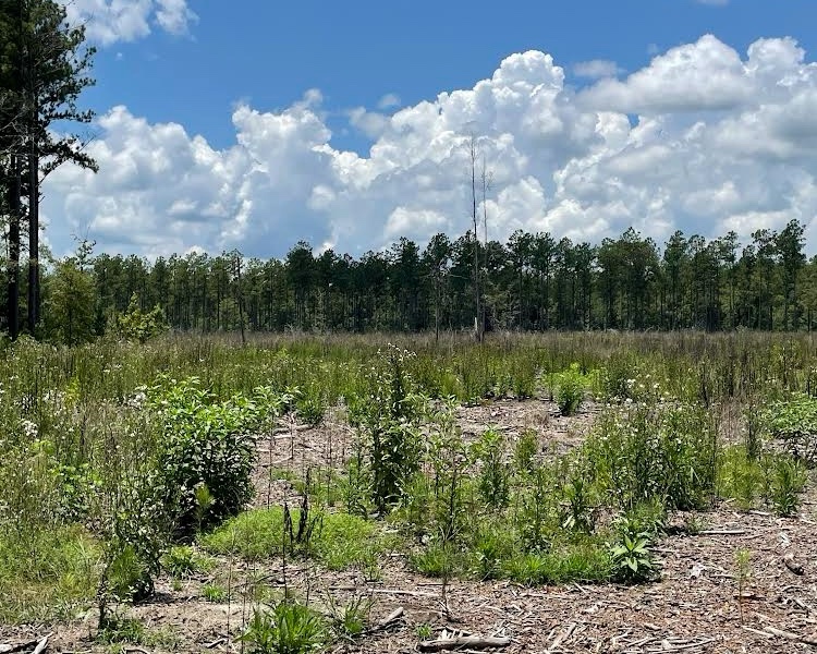 Ochlocknee, Georgia, ,Land,For Sale,GA Highway 202,1061