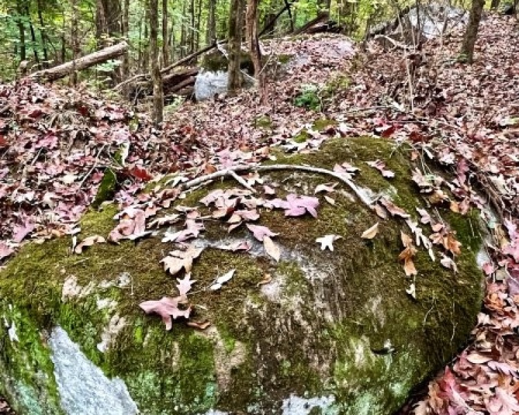 Elberton, Georgia, ,Land,For Sale,Jaudon Road,1064