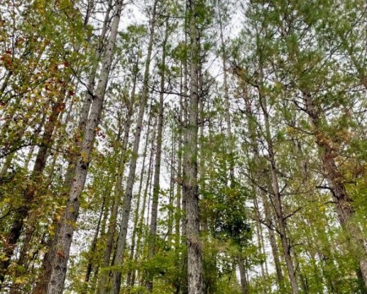 Elberton, Georgia, ,Land,For Sale,Jaudon Road,1064