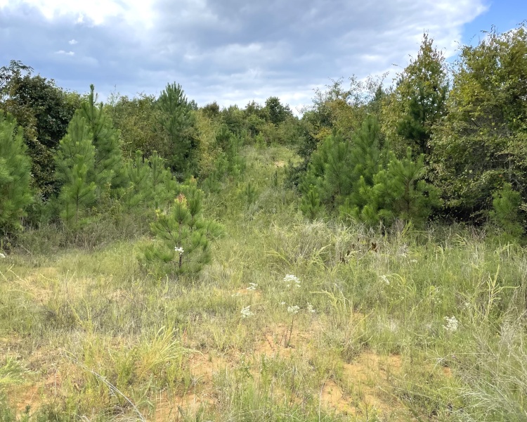 Monticello, Georgia, ,Land,For Sale,Highway 83 S,1065