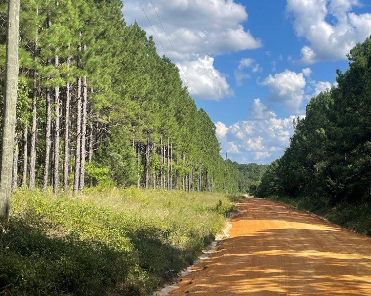 Warrenton, Georgia, ,Land,For Sale,Sandy Grove Road,1066