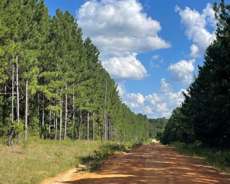 Warrenton, Georgia, ,Land,For Sale,Sandy Grove Road,1066