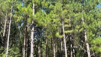 Warrenton, Georgia, ,Land,For Sale,Sandy Grove Road,1066