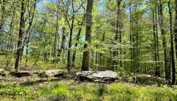Hall County,estate,liquidation,Lula,wooded,acreage,creek,hardwoods,paved frontage,convenient