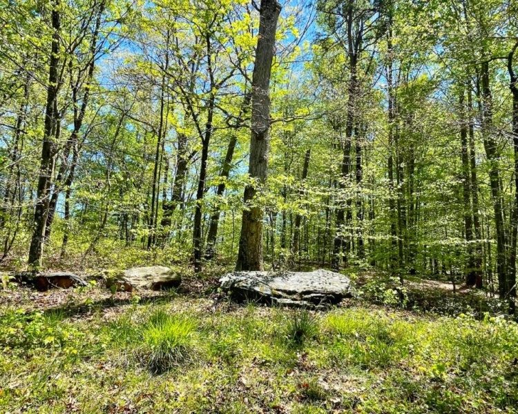 Hall County,estate,liquidation,Lula,wooded,acreage,creek,hardwoods,paved frontage,convenient