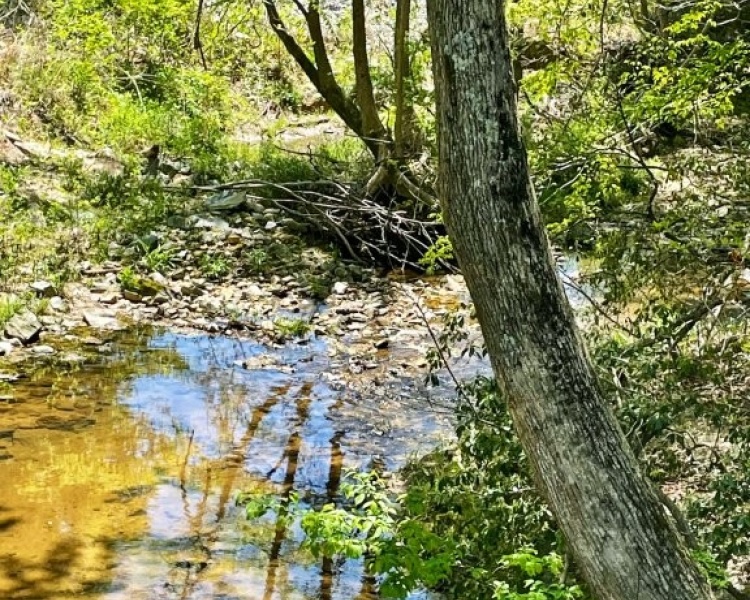 Hall County,estate,liquidation,Lula,wooded,acreage,creek,hardwoods,paved frontage,convenient